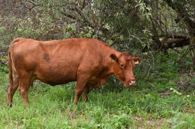 Çayırda. Kırsal kompozisyon. Çayırda otlayan inekler