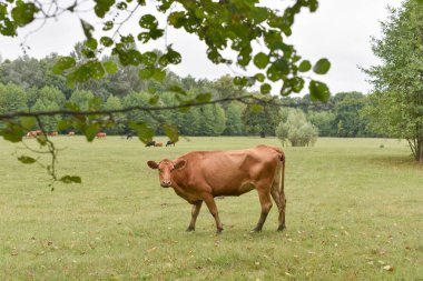 Çayırda. Kırsal kompozisyon. Çayırda otlayan inekler