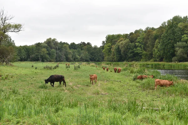 Vache dans la prairie. Composition rurale. Vaches broutant dans la prairie — Photo