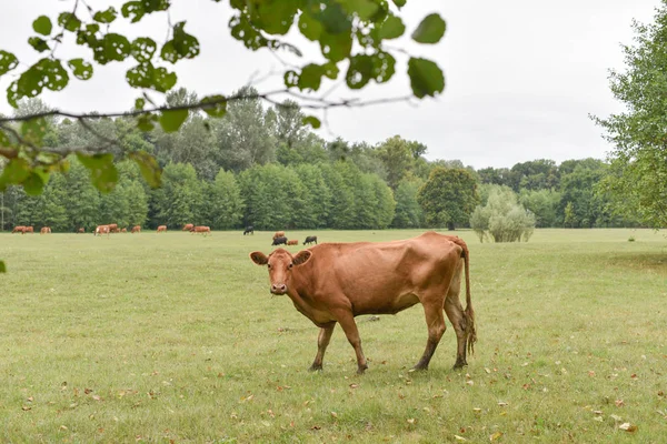 Krowa na łące. Skład wsi. Krowy pasą się na łące — Zdjęcie stockowe