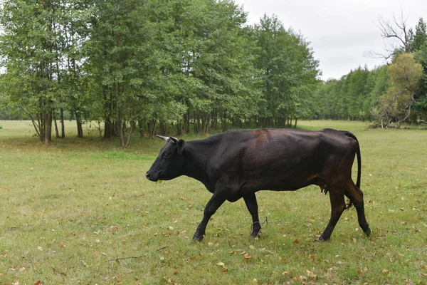 Krowa na łące. Skład wsi. Krowy pasą się na łące — Zdjęcie stockowe