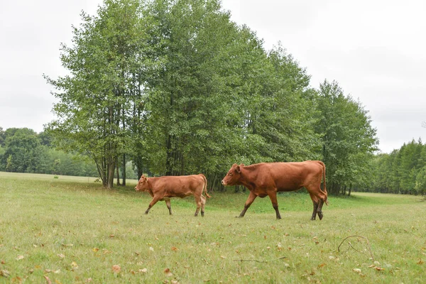 牧草地の牛田舎の組成。牧草地で放牧する牛 — ストック写真