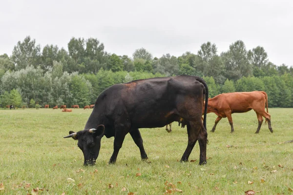 牧草地の牛田舎の組成。牧草地で放牧する牛 — ストック写真