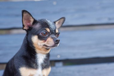 Chihuahua bankta oturuyor. Köpek parkta yürüyor. Chihuahua siyah-kahverengi-beyaz renk.