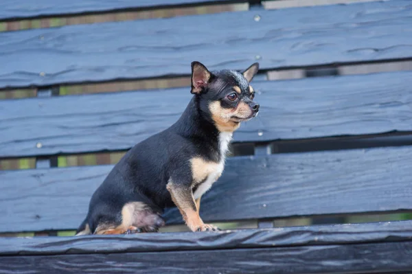 Чихуахуа сидит на скамейке. Собака гуляет по парку. Чёрно-коричнево-белый цвет чихуахуа . — стоковое фото
