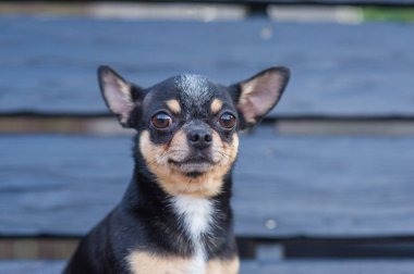 Chihuahua bankta oturuyor. Köpek parkta yürüyor. Chihuahua siyah-kahverengi-beyaz renk.