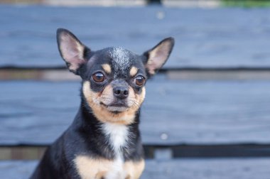 Chihuahua bankta oturuyor. Köpek parkta yürüyor. Chihuahua siyah-kahverengi-beyaz renk.