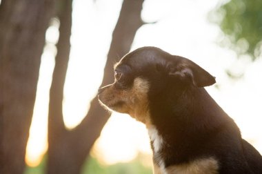 Chihuahua bankta oturuyor. Köpek parkta yürüyor. Chihuahua siyah-kahverengi-beyaz renk.