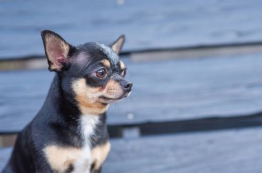 Chihuahua bankta oturuyor. Köpek parkta yürüyor. Chihuahua siyah-kahverengi-beyaz renk.