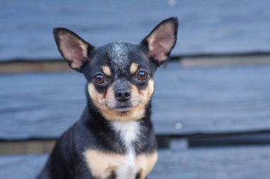 Chihuahua bankta oturuyor. Köpek parkta yürüyor. Chihuahua siyah-kahverengi-beyaz renk.