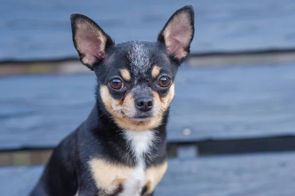 Chihuahua bankta oturuyor. Köpek parkta yürüyor. Chihuahua siyah-kahverengi-beyaz renk. — Stok fotoğraf