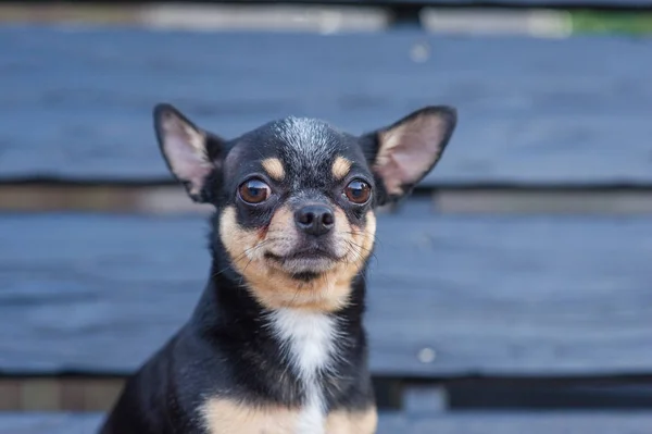 チワワはベンチに座っている。犬は公園を歩きます。チワワの黒褐色白色. — ストック写真