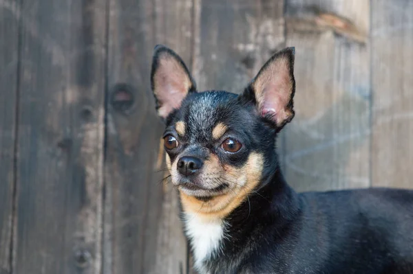 Chihuahua está sentado no banco. O cão caminha no parque. Cor preto-marrom-branco de chihuahua . — Fotografia de Stock