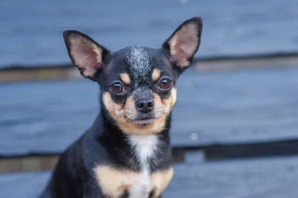 Chihuahua bankta oturuyor. Köpek parkta yürüyor. Chihuahua siyah-kahverengi-beyaz renk. — Stok fotoğraf