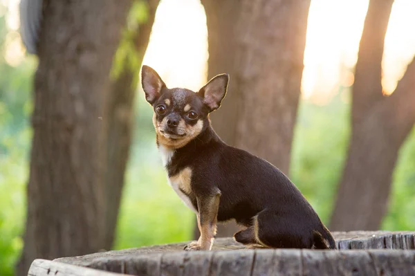 Chihuahua stă pe bancă. Câinele merge în parc. Culoarea alb-maro-negru a chihuahua . — Fotografie, imagine de stoc