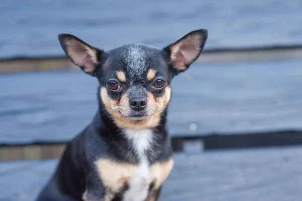Chihuahua est assis sur le banc. Le chien marche dans le parc. Couleur noir-brun-blanc de chihuahua . — Photo