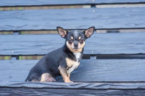 Chihuahua siedzi na ławce. Pies idzie w parku. Czarno-brązowy-biały kolor Chihuahua. — Zdjęcie stockowe