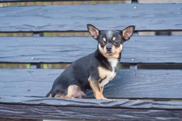 Chihuahua está sentado en el banco. El perro pasea por el parque. Color negro-marrón-blanco de chihuahua . —  Fotos de Stock