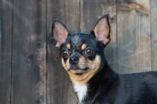 Chihuahua sitzt auf der Bank. Der Hund geht im Park spazieren. schwarz-braun-weiße Farbe des Chihuahua. — Stockfoto