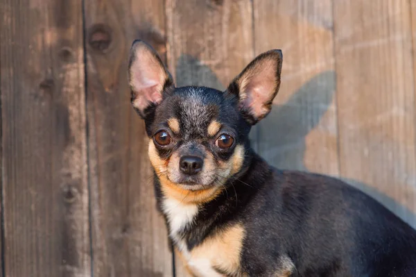 Chihuahua stă pe bancă. Câinele merge în parc. Culoarea alb-maro-negru a chihuahua . — Fotografie, imagine de stoc