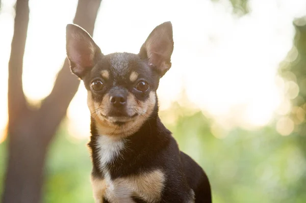Chihuahua está sentado no banco. O cão caminha no parque. Cor preto-marrom-branco de chihuahua . — Fotografia de Stock