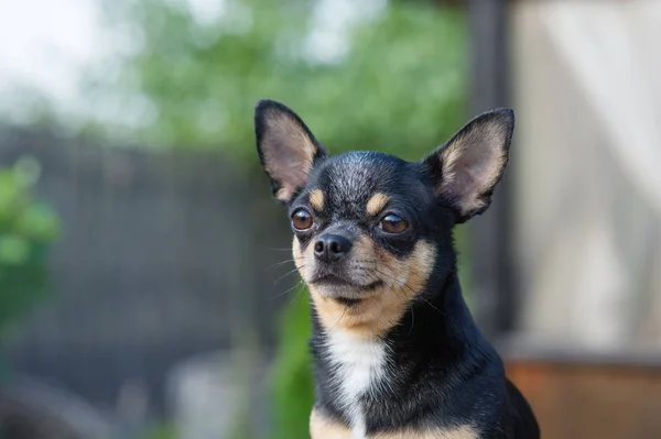 Chihuahua sedí na lavici. Pes chodí v parku. Černohnědá-bílá barva Chihuahua. — Stock fotografie