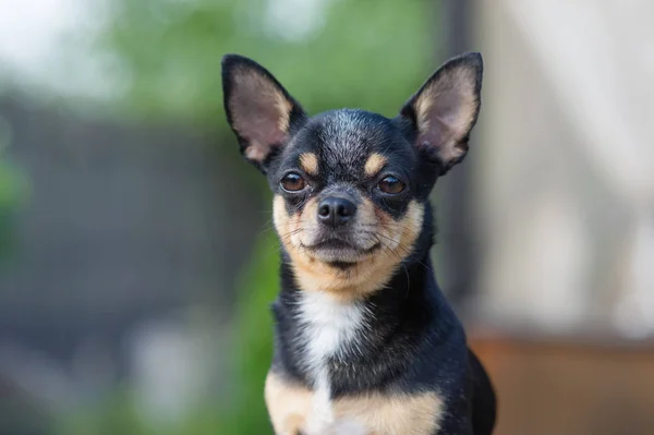 Chihuahua está sentado en el banco. El perro pasea por el parque. Color negro-marrón-blanco de chihuahua . — Foto de Stock