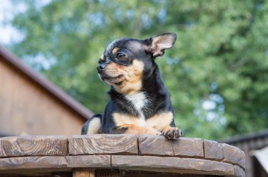 Chihuahua bankta oturuyor. Köpek parkta yürüyor. Chihuahua siyah-kahverengi-beyaz renk.