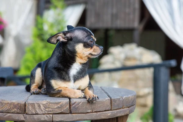 Chihuahua bankta oturuyor. Köpek parkta yürüyor. Chihuahua siyah-kahverengi-beyaz renk.
