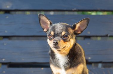 Chihuahua bankta oturuyor. Köpek parkta yürüyor. Chihuahua siyah-kahverengi-beyaz renk.