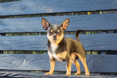 Chihuahua bankta oturuyor. Köpek parkta yürüyor. Chihuahua siyah-kahverengi-beyaz renk.