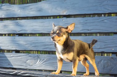 Chihuahua bankta oturuyor. Köpek parkta yürüyor. Chihuahua siyah-kahverengi-beyaz renk.