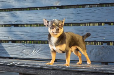 Chihuahua bankta oturuyor. Köpek parkta yürüyor. Chihuahua siyah-kahverengi-beyaz renk.
