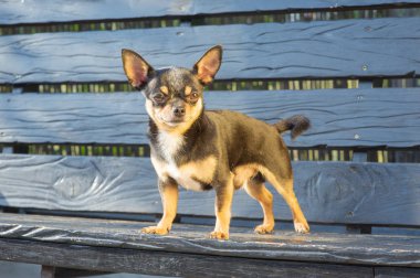 Chihuahua bankta oturuyor. Köpek parkta yürüyor. Chihuahua siyah-kahverengi-beyaz renk.