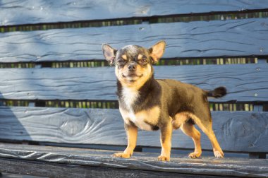 Chihuahua bankta oturuyor. Köpek parkta yürüyor. Chihuahua siyah-kahverengi-beyaz renk.