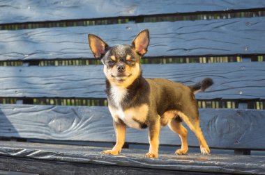 Chihuahua bankta oturuyor. Köpek parkta yürüyor. Chihuahua siyah-kahverengi-beyaz renk.