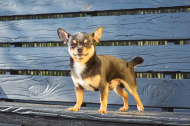 Chihuahua bankta oturuyor. Köpek parkta yürüyor. Chihuahua siyah-kahverengi-beyaz renk.