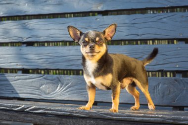 Chihuahua bankta oturuyor. Köpek parkta yürüyor. Chihuahua siyah-kahverengi-beyaz renk.