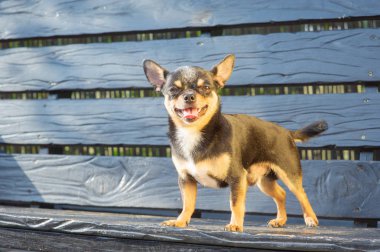 Chihuahua bankta oturuyor. Köpek parkta yürüyor. Chihuahua siyah-kahverengi-beyaz renk.