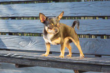 Chihuahua bankta oturuyor. Köpek parkta yürüyor. Chihuahua siyah-kahverengi-beyaz renk.