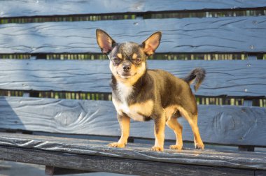 Chihuahua bankta oturuyor. Köpek parkta yürüyor. Chihuahua siyah-kahverengi-beyaz renk.
