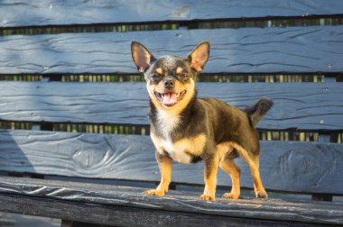 Chihuahua bankta oturuyor. Köpek parkta yürüyor. Chihuahua siyah-kahverengi-beyaz renk.