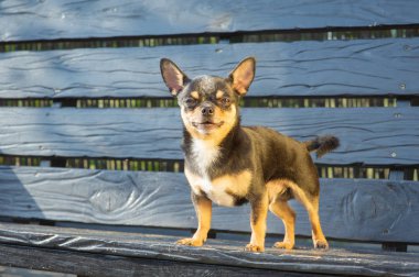 Chihuahua bankta oturuyor. Köpek parkta yürüyor. Chihuahua siyah-kahverengi-beyaz renk.