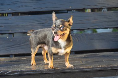 Chihuahua bankta oturuyor. Köpek parkta yürüyor. Chihuahua siyah-kahverengi-beyaz renk.