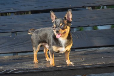 Chihuahua bankta oturuyor. Köpek parkta yürüyor. Chihuahua siyah-kahverengi-beyaz renk.