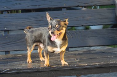 Chihuahua bankta oturuyor. Köpek parkta yürüyor. Chihuahua siyah-kahverengi-beyaz renk.