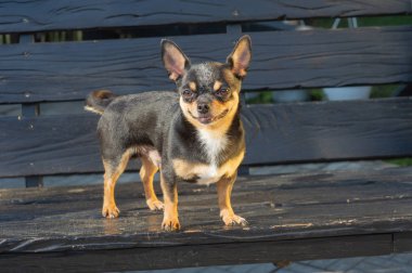 Chihuahua bankta oturuyor. Köpek parkta yürüyor. Chihuahua siyah-kahverengi-beyaz renk.