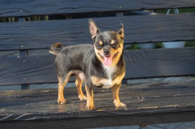 Chihuahua bankta oturuyor. Köpek parkta yürüyor. Chihuahua siyah-kahverengi-beyaz renk.