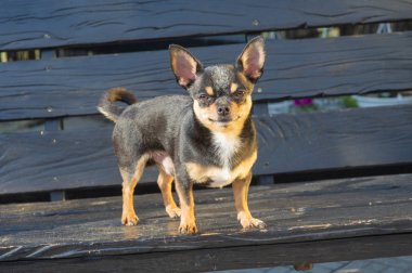 Chihuahua bankta oturuyor. Köpek parkta yürüyor. Chihuahua siyah-kahverengi-beyaz renk.