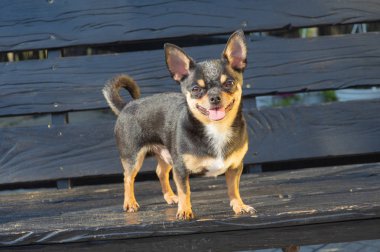 Chihuahua bankta oturuyor. Köpek parkta yürüyor. Chihuahua siyah-kahverengi-beyaz renk.
